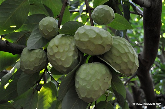 Annona_Cherimola_fino_De_Jete